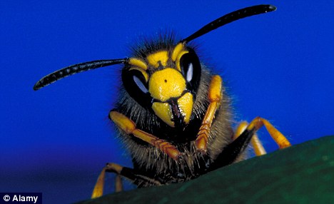 wasp